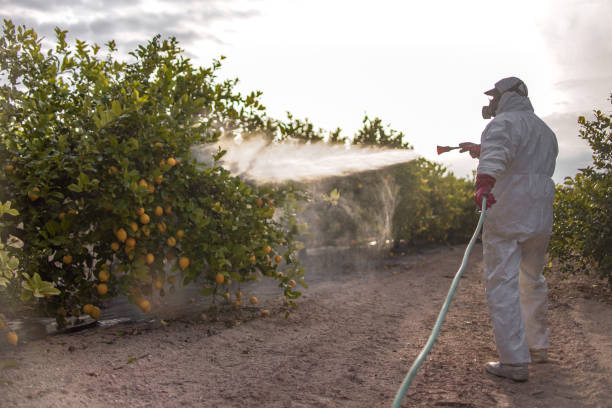 Best Emergency Pest Control  in Rexland Acres, CA